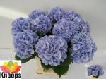 Vollsortiment Hortensie m. LOLLY POP